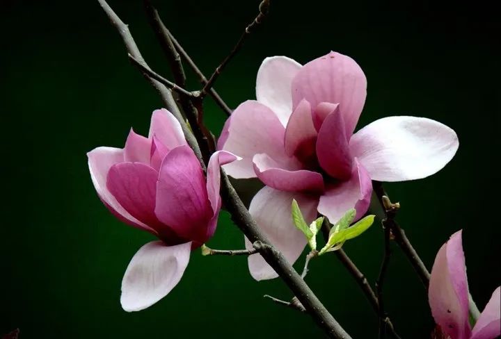 【公司动态】你做好“自己”了吗？